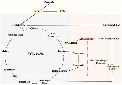 The Emerging Application of Itaconate: Promising Molecular Targets and Therapeutic Opportunities